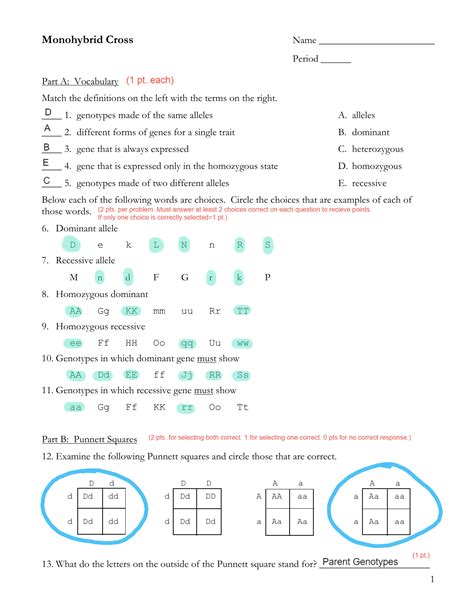 Monohybrid Cross Worksheet Answers – E Street Light