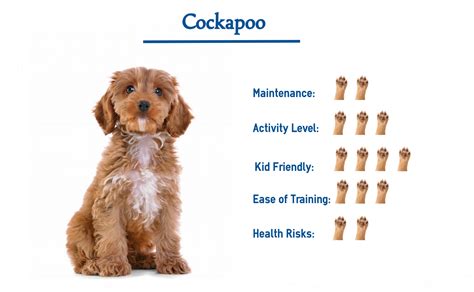 Cockapoo Dog Breed… Everything You Need to Know at a Glance!