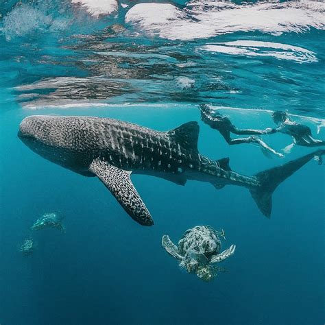 Unveiling the Mystery: Shifting Whale Shark Migration Patterns in the Arabian Sea and Ethical ...