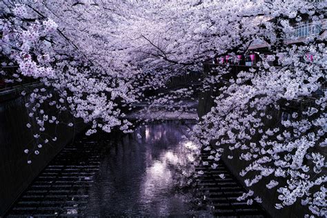 Fascinating Cherry Blossoms Over a River in Japan | Wave Avenue