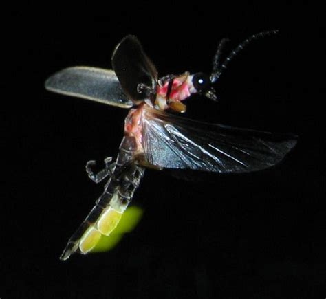 35 best Firefly images on Pinterest | Lighting bugs, Butterflies and ...