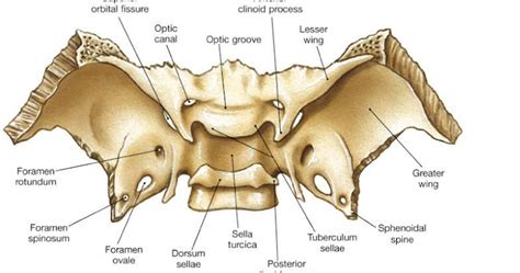 easyhumanatomy: Sphenoid: easy and brief discussion