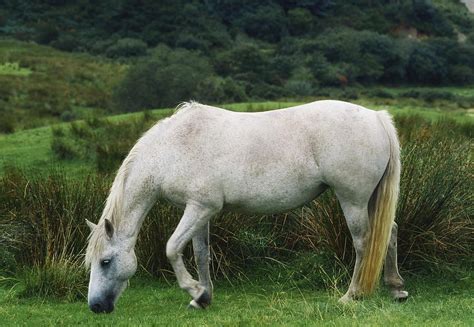 Connemara Pony Photograph by The Irish Image Collection - Fine Art America