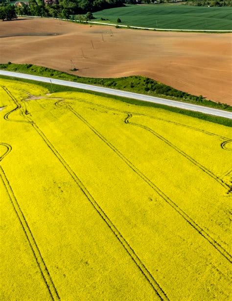 Premium Photo | Aerial view of a rapeseed field growing rapeseed canola colza rape