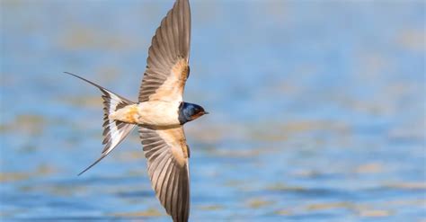 Barn Swallow Bird Facts | Hirundo rustica - AZ Animals