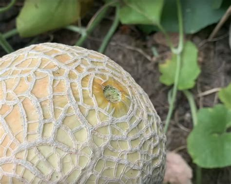 20 Cantaloupe Varieties to Consider Growing - Gardening Channel