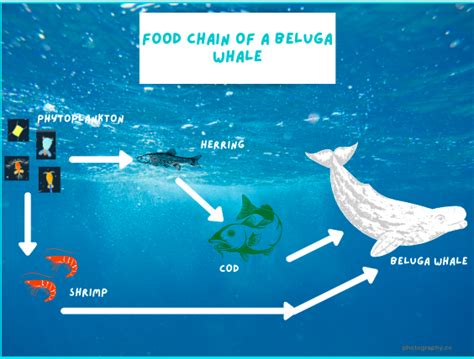 Beluga Whales: The Captain of Climate Change Research - Earth Rangers