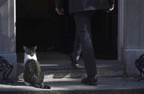 Downing Street cat fight: Larry vs Palmerston[2]- Chinadaily.com.cn