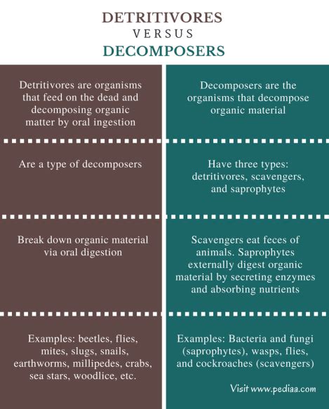 Difference Between Detritivores and Decomposers | Definition, Function, Decomposition Cycle