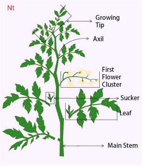 How to prune Tomato Plant. in 2021 | Tomato plant care, Tomatoes plants problems, Growing tomato ...