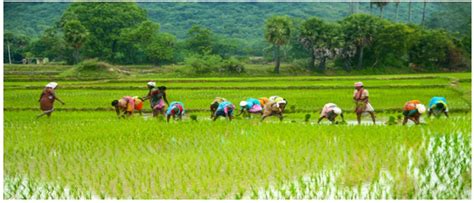 Tamil Nadu Agriculture - Economics