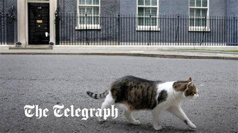 Larry the cat chases off fox outside No 10 downing street - YouTube