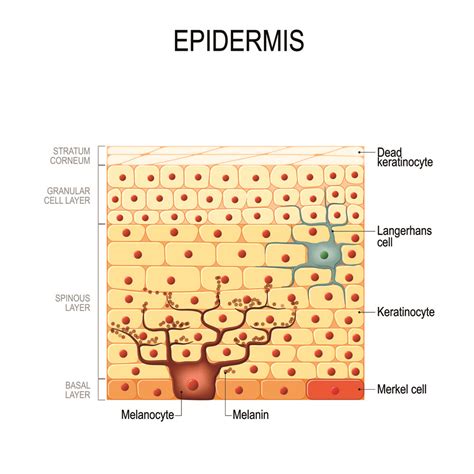 The Importance of Melanin in Protecting the Skin - Hexis Lab