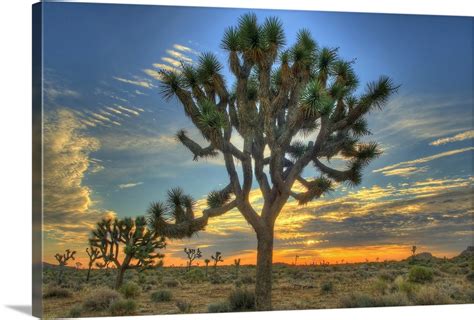 Joshua Tree at Sunrise Wall Art, Canvas Prints, Framed Prints, Wall Peels | Great Big Canvas