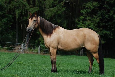 Fiche cheval : le quarter-horse - Dictionnaire des animaux