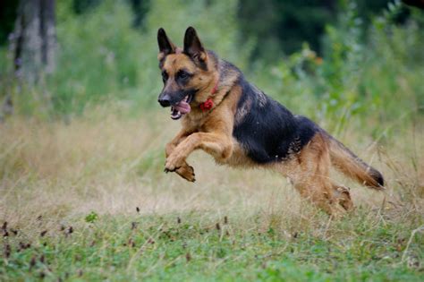 German Shepherd Police Dog Names | [#] Lunawsome