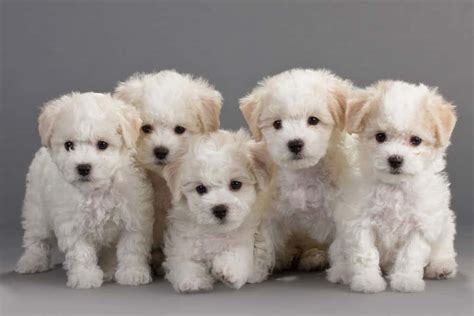 Top 11 Most Popular Small Dog Breeds In The World | Pets4Good - Best Pets Blog Online