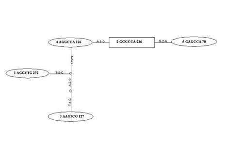 Haplotype Network of the MAPT locus: Each oval represents a specific... | Download Scientific ...