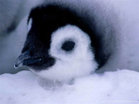 Cute Baby Penguins wallpaper | 1024x768 | #45959