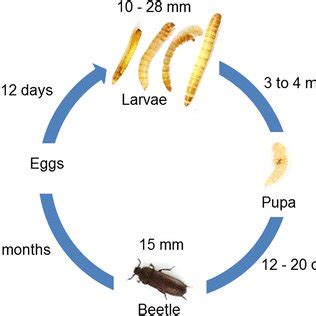 bess beetle life cycle