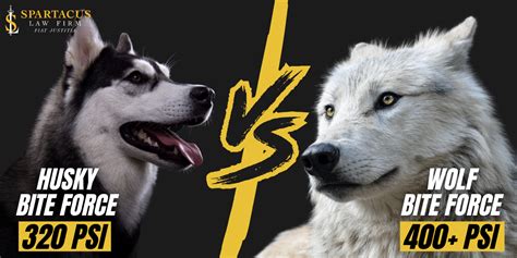 Husky Bite Force | Spartacus Law Firm