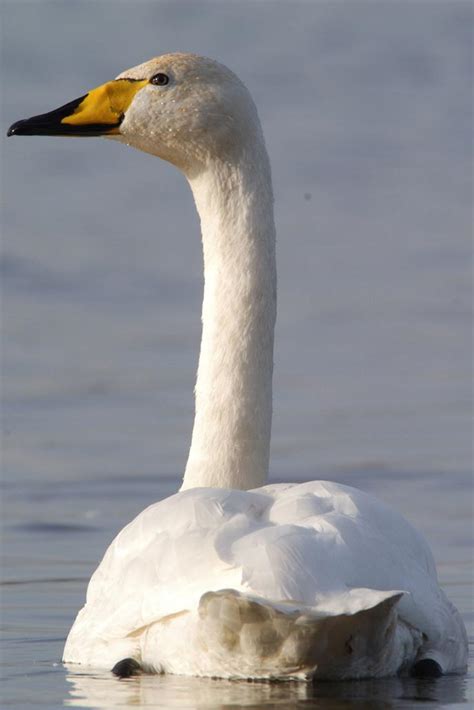 Whooper - Swan Specialist Group