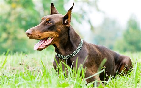 Download wallpapers Doberman Pinscher, lawn, pets, dogs, brown dog, cute dog, Doberman Pinscher ...