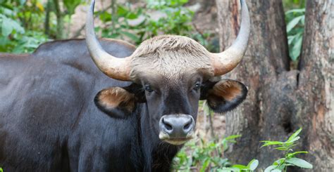 Dry-season habitat occupancy by ungulate tiger prey in northern Myanmar - WildCats Conservation ...