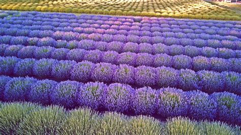 Visiting Sequim's Lavender Farms 2021 | B&B Family Lavender Farm