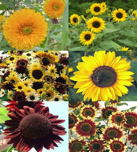 The Essence-of-Summer Sunflower Garden