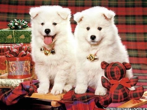 Christmas Puppy Wallpapers - Wallpaper Cave