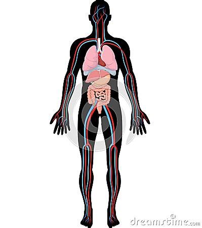 Cartoon Illustration Of Human Body Anatomy (HBA) Stock Vector - Image: 62425127