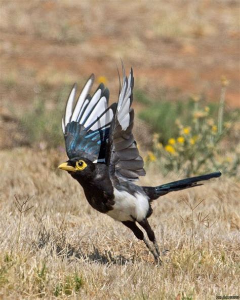 Yellow-billed Magpie - BirdForum Opus | BirdForum