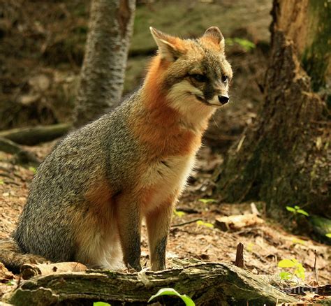 Rare Grey Fox On Alert In The Forest Photograph by Inspired Nature Photography Fine Art Photography