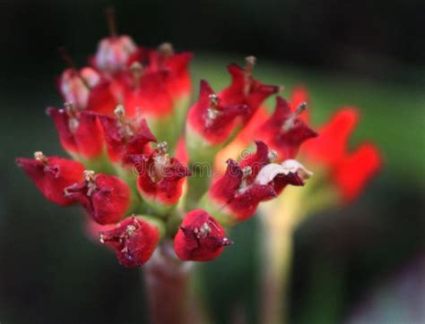 Flowering Cocor Bebek or Kalanchoe Blossfeldianaa is a Species of ...