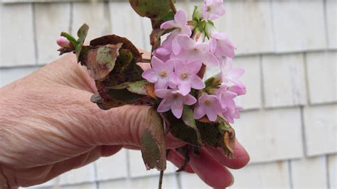 Nova Scotia's provincial flower. Epigaea repens – known as mayflower or trailing arbutus – is a ...