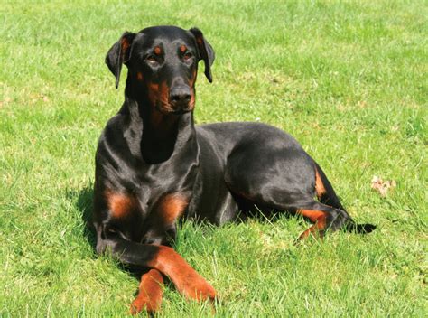 Doberman Pinscher is just relaxing - Pet Paw