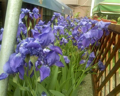 Bianca- Andreea Molnar: Floare de Iris...