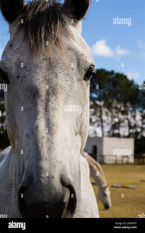 Horse face close up hi-res stock photography and images - Alamy