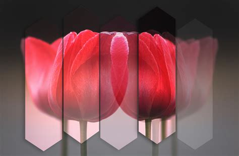 The Meeting of Tulips :: Behance