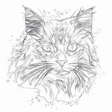 Cat Coloring Page Realistic  Pages Mimi Panda sketch template