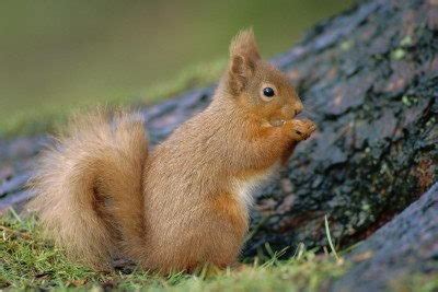 Red Squirrel Facts | Red Squirrel Habitat & Diet