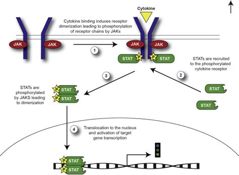 JAK inhibitors in dermatology: The promise of a new drug class - Journal of the American Academy ...