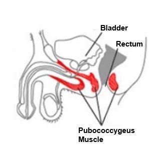 Pelvic floor exercises in men: frequently asked questions | CUH