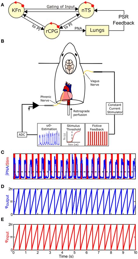 Frontiers | Decreased Hering–Breuer Input-Output Entrainment in a Mouse ...