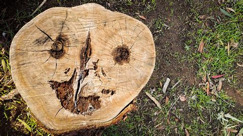 Pareidolia: por qué vemos caras en casi todo - Espanol News