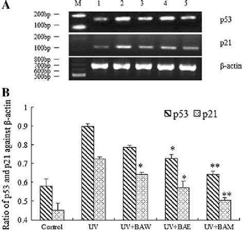 Gene expression of p53 and p21 by RT-PCR in UVirradiated HepG2 cells... | Download Scientific ...