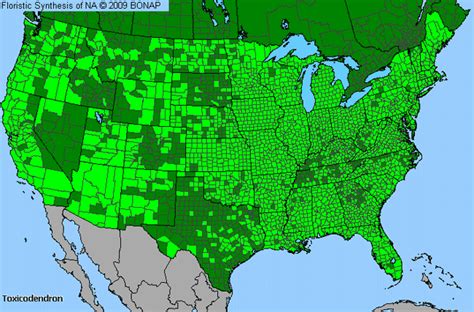 Poison-Ivy, Poison-Oak, Poison-Sumac (Toxicodendron) Genus Level Details & Allergy Info