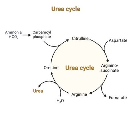 Urea Cycle – Steps, Reactions, Enzymes, Products, Regulation | Urea cycle, Medical school ...