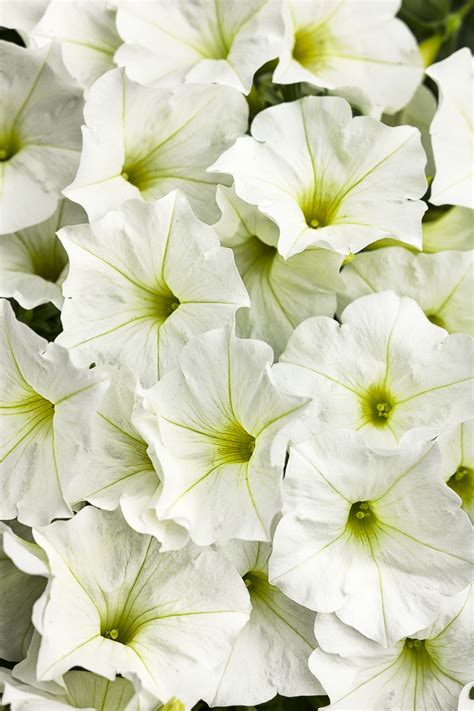 Supertunia® White - Petunia hybrid | Proven Winners